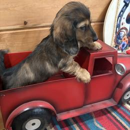 Dapple female - Dapple female Dachshund puppy in Pleasant Plains, Arkansas from JGBs Dachshunds