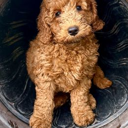 Snickers - Red  Goldendoodle puppy in Rocklin, California from FurEver Yours Goldendoodles