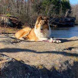 Maeve - Collie