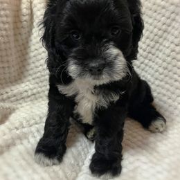 Cockapoo and Schnoodle Puppies from Bri & Dar’s Beloved Doodles