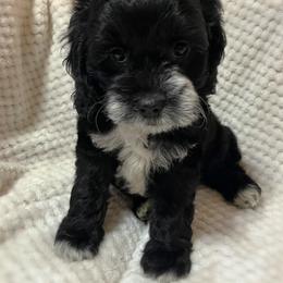Cockapoo and Schnoodle Puppies from Bri & Dar’s Beloved Doodles