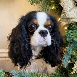 Lily - Cavalier King Charles Spaniel