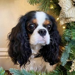 Lily - Cavalier King Charles Spaniel