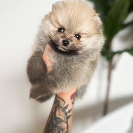 Pomeranian Puppies from Country Life Pomeranians