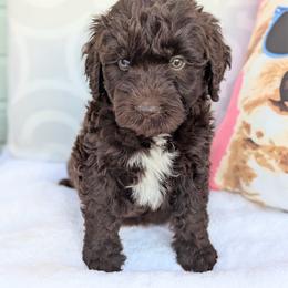 Blue.  (Grey collar) - Brown and white male Aussiedoodle puppy in Coulee City, Washington from Mr and Mrs Doodle Farm
