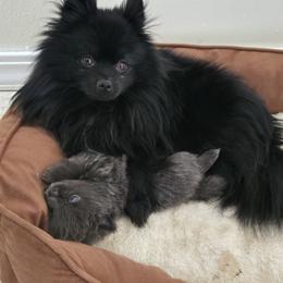 Pomeranian Puppies from Mary's Pomeranians