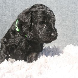 Aussiedoodle Puppies from Stephanie Taylor