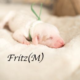 Fritz - Parti male Goldendoodle puppy in Acton, Maine from Silver Pines Pups