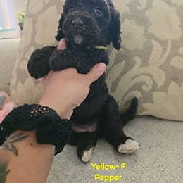 Yellow Collar - Black and white female Cockapoo puppy in Paducah, Kentucky from Cockapoos -N- Poodles of Western Kentucky