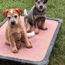 Sugarloaf tic tac toe - Red mottled male Australian Cattle Dog puppy in Billings, Montana from Sugarloaf French bulldogs and Australian cattle dogs