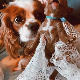 Cavalier King Charles Spaniel and Cavapoo Puppies from Cavapoo Puppy Parade