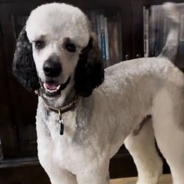 Nash - Poodle