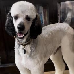 Nash - Poodle