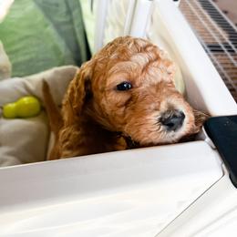 Goldendoodle Puppies from Lundee Doodles