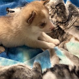 Siberian Husky Puppies from Feazell’s Siberian Huskies