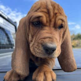 Black Collar Boy - Mahogany and white Basset Hound puppy in Saint Clair, Michigan from Gregg Hounds