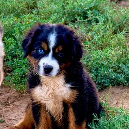 Hurricane - Black tri-color female Australian Shepherd puppy in Mineral Wells, Texas from A6 Australian Shepards