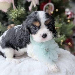 Paula 2nd row 2nd picture - Tri-color female Cavalier King Charles Spaniel puppy in Richmond, Virginia from Irresistible Dachshunds & Cavaliers