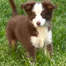 Boy 3 - Red tri male Miniature Australian Shepherd puppy in Hokes Bluff, Alabama from Alegria Toy Aussies