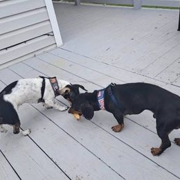 Moe - Dachshund