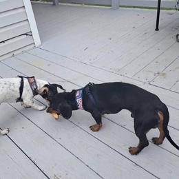 Moe - Dachshund