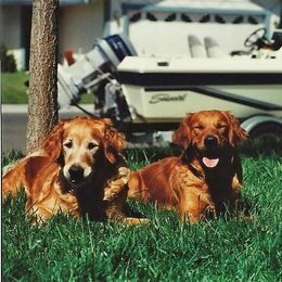 Golden Retriever All Grown Up from Koloa Hunting Goldens