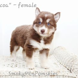 Cocoa - Chocolate female Pomsky puppy in Christiana, Tennessee from Smoky Mountain Pomskies