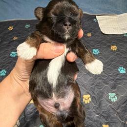 Boy 3 - Sable male Shih Tzu puppy in Kettering, Ohio from The Ruff Life Tribe