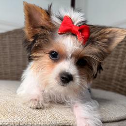 Rosie - Parti female Yorkshire Terrier puppy in Jacksonville, Florida from Yorktown Yorkies