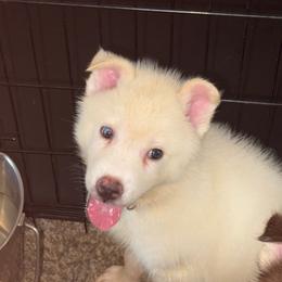 Minka - White female Siberian Husky puppy in Spring Hill, Florida from Siberian Huskies of Tampa Bay