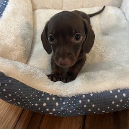 Dachshund Puppies from Cadie Bounds