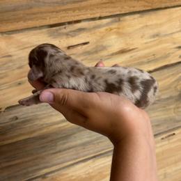 Daisy's Male 2 - Dapple male Dachshund puppy in Rattan, Oklahoma from Burgett’s Barnyard Dachshunds