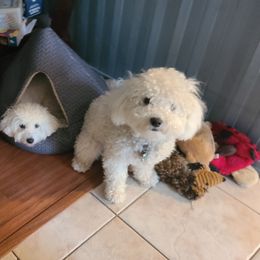 Bichon Frise Puppies from Sue's Bichon Babies