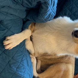 Abbey - Collie