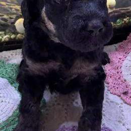 Phantom - Phantom female Poodle puppy in Mountain View, Arkansas from Ramer’s Spring Poodles
