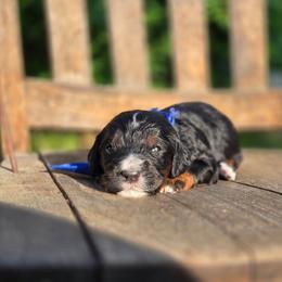Cooper - male Golden Mountain Dog puppy in Crawfordsville, Iowa from DoodleBlessings