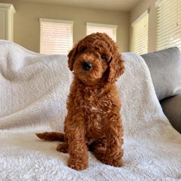 Cinnamon Coco - Red  male Goldendoodle puppy in Richmond, Texas from Harper’s Heartbeats