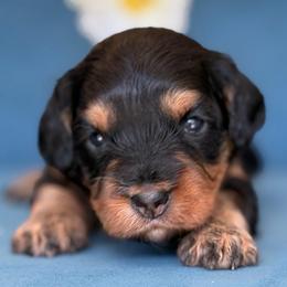 Duckey girl - Black and tan female Assorted Doodle Crosses puppy in Yuciapa, California from AlltheDoodlez_