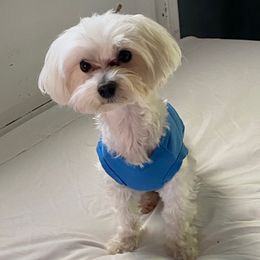 Isaiah - Maltese