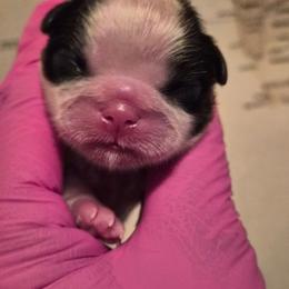 Girl 2 - Liver and white female Shih Tzu puppy in El Paso, Texas from Paws Of Beauty