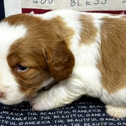 Pink girl 1 - Orange and white female Brittany puppy in Floyd Knobs, Indiana from Cross Creek Brittanys