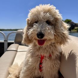 Goldendoodle Puppies from Lykeable Farms