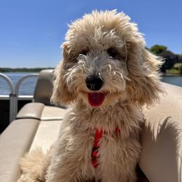 Goldendoodle Puppies from Lykeable Farms