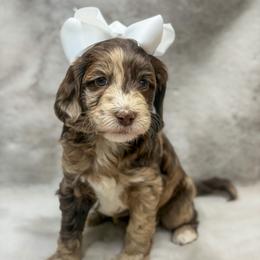Tortellini - Merle female Goldendoodle puppy in Williamson, New York from Lakeside Doodles