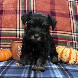 Mickey - Black and silver male Miniature Schnauzer puppy in Hedgesville, West Virginia from Clay Hill Kennels