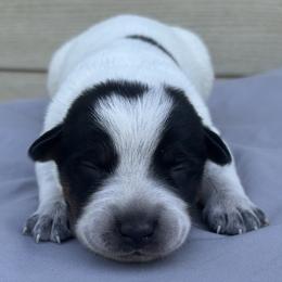 Miguel - Blue male Australian Cattle Dog puppy in Seneca, Missouri from MO Morningstar Heelers