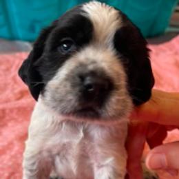 QUATRO - Black and white male English Springer Spaniel puppy in Sherwood, Oregon from Cherri's English Springer Spaniels