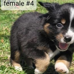 Khalessi - Black tri female Miniature Australian Shepherd puppy in Independence, Kansas from Rutland Aussies