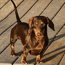 Polly Pocolette - Dachshund