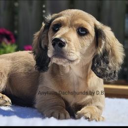 Pax 2175 - Cream male Dachshund puppy in Ben Wheeler, Texas from Anytime Dachshunds by D.B.